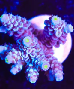 Wysiwyg Acropora Frag [F164]