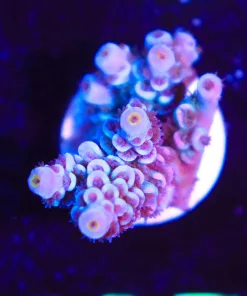 Wysiwyg Acropora Frag [F165]