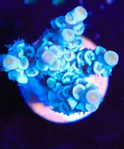 Wysiwyg Acropora Frag  [F166]