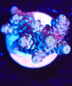 Wysiwyg Acropora Frag  [F169]