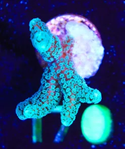 Wysiwyg Birdsnest Frag [F170]