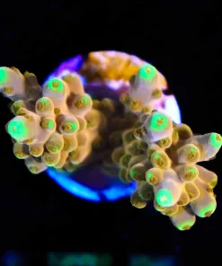 Wysiwyg Golden Budha Acropora Frag [F175]