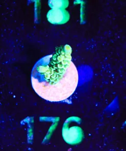 Wysiwyg Acropora Frag  [F176]