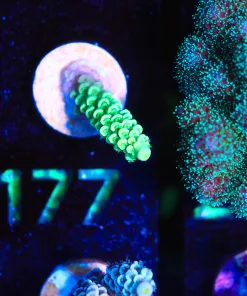 Wysiwyg Acropora Frag [F177]