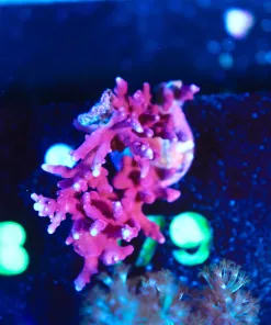 Wysiwyg Acropora Frag  [F179]