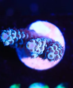 Wysiwyg Acropora Frag   [F181]