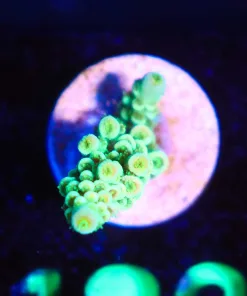 Wysiwyg Acropora Frag [F182]