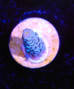 Wysiwyg  Small Acropora Frag [F189]