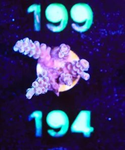 Wysiwyg Acropora Frag   [F194]