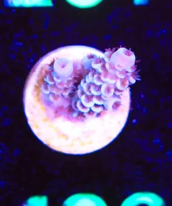 Wysiwyg Acropora Frag   [F196]