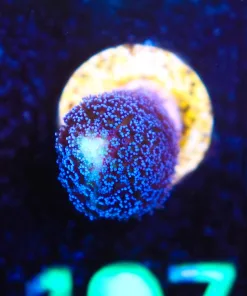 Wysiwyg Purple Stylophora Frag [F197] *Free shipping ! Minimum $199 livestock spend*