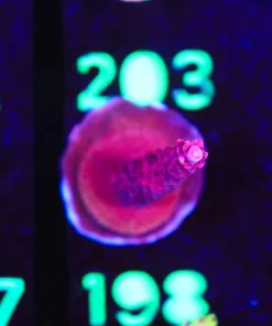 Wysiwyg Large Reef Raft Red Diablo Red Staghorn Acropora Frag  [F198]