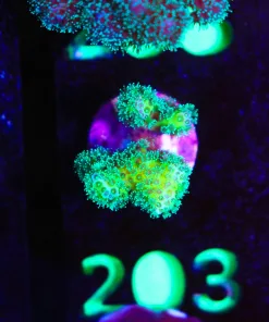 Wysiwyg Pocillipora Frag [F203]