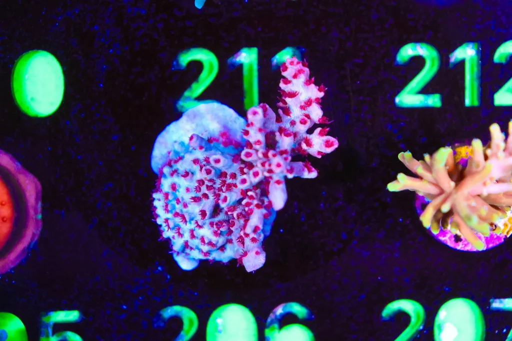 Frag Box Corals