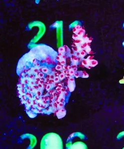 Wysiwyg Red Robin Acropora Frag [F206]