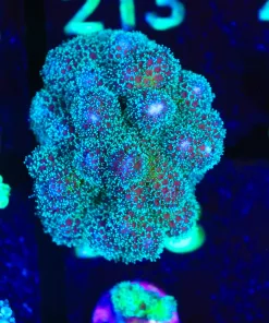 Wysiwyg Huge Pocillipora Frag [F208]