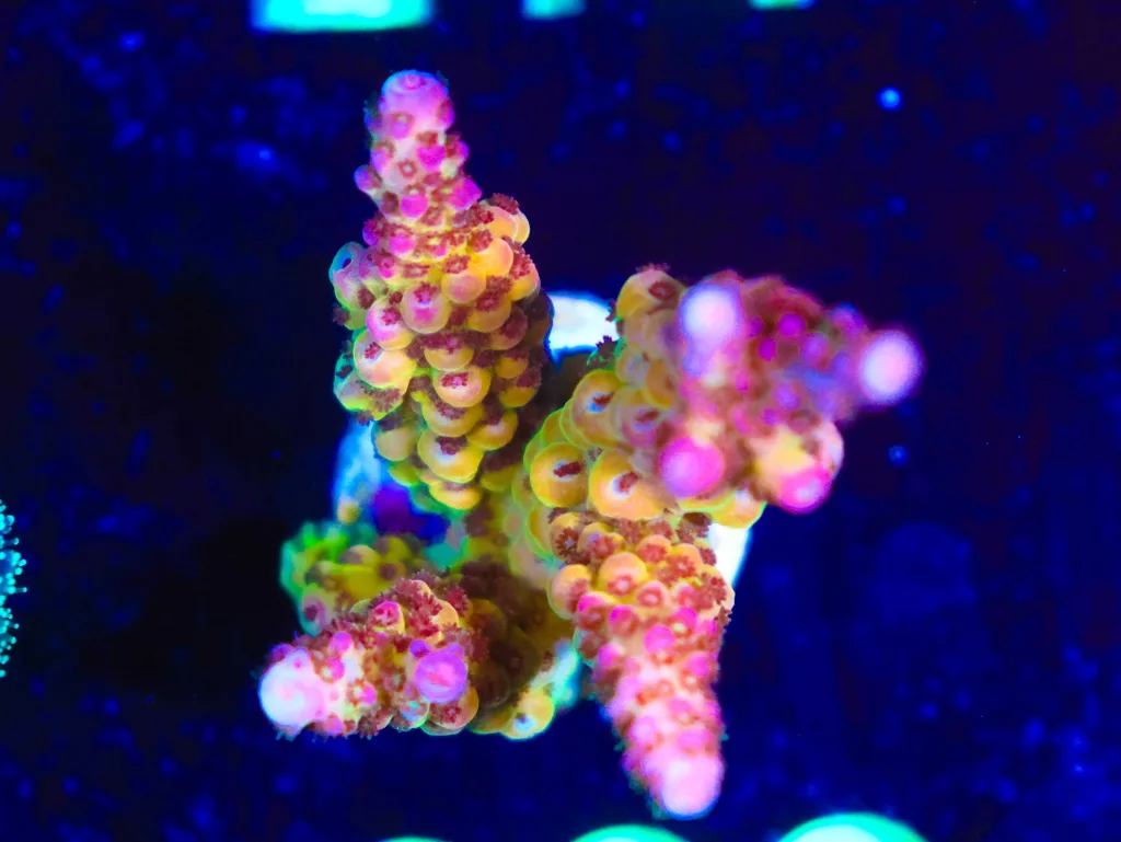 Frag Box Corals