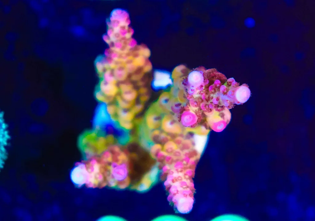 Frag Box Corals