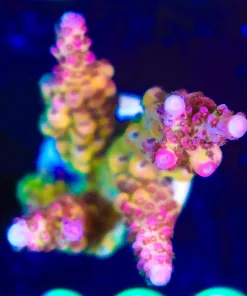 Wysiwyg  RagnaRock Frag [F209]