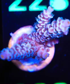 Wysiwyg Acropora Frag [F223]