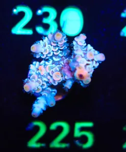 Wysiwyg Large  Acropora Frag [F225]