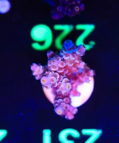 Wysiwyg  Acropora Frag [F226]