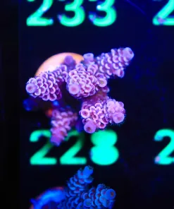 Wysiwyg  Tenuis Acropora Frag [F228]