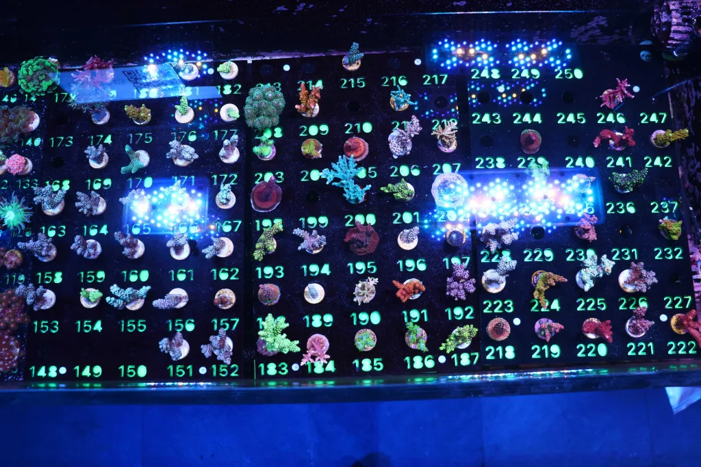 Frag Box Corals