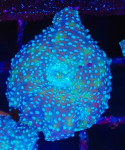 Blue Interstellar Mushroom(Row #96:B)