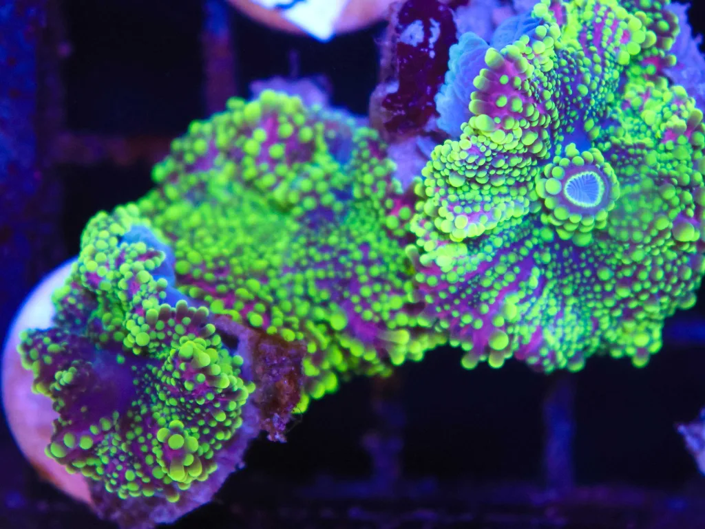 Frag Box Corals
