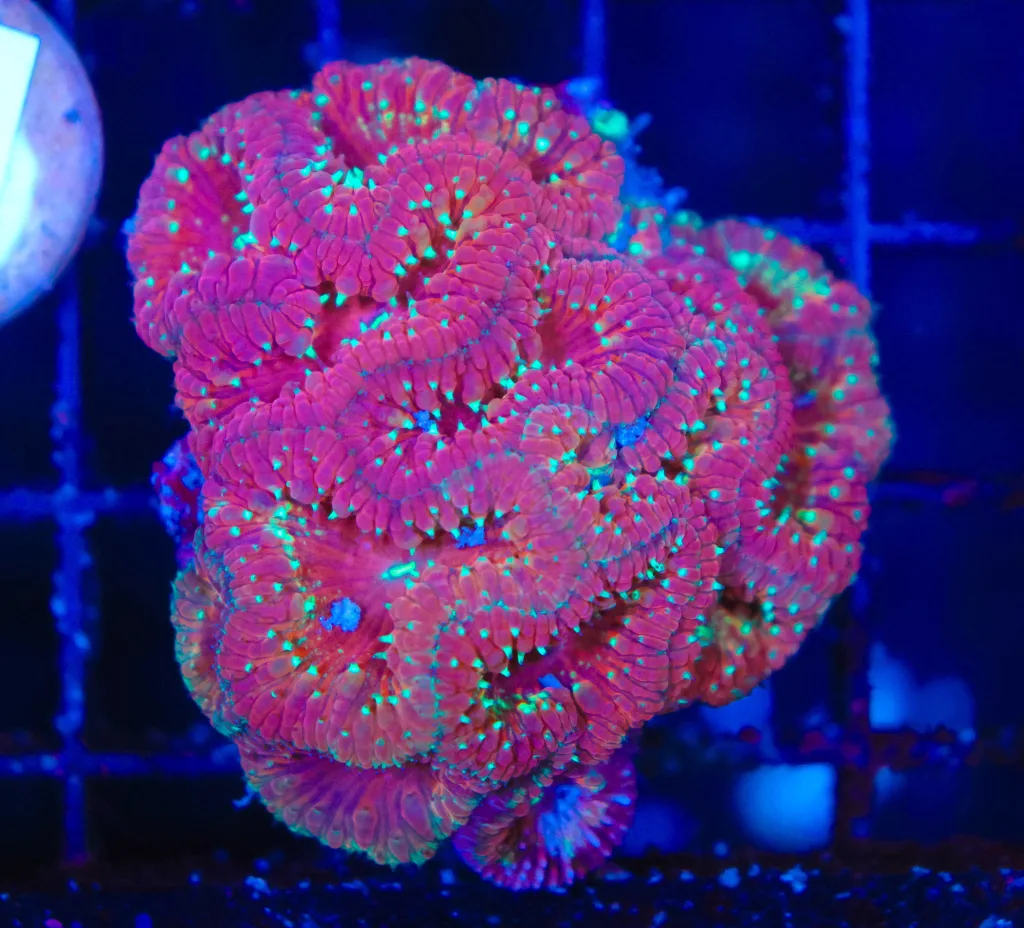 Frag Box Corals