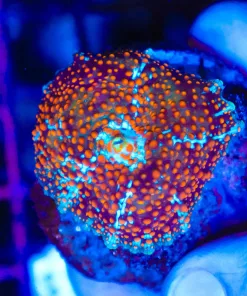 Ultimate Interstellar Mushroom