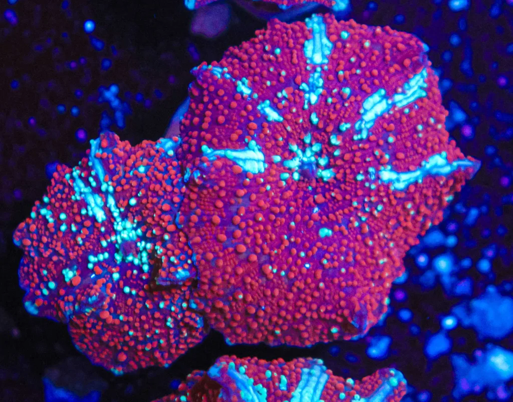 Frag Box Corals