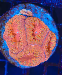 Wysiwyg Blastomussa Colony (C160)