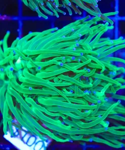 Green Hydra Torch Coral (L1)