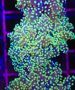 Golden Octospawn Coral  (L2)