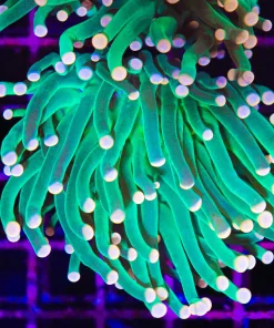 Mandarin Torch Coral  (L3)