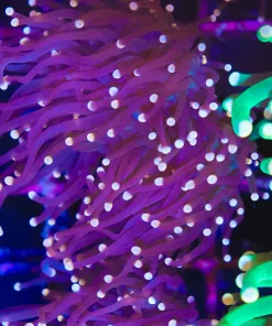 Grape Torch Coral  (L4)