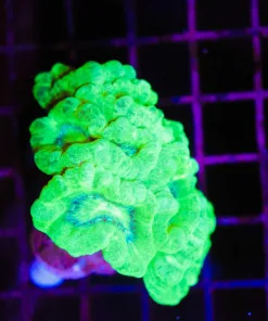 Wysiwyg Large  Trumpet Coral Colony (C123)