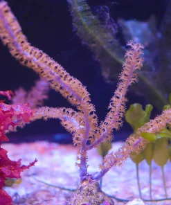 Wysiwyg Large Photosynethic Gorgonian (C143)