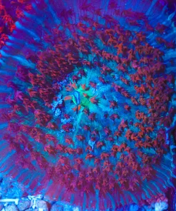 WYsiwyg XL Blue / Red St Thomas Mushroom