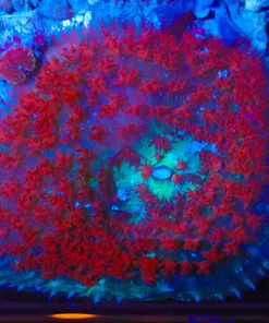 Wysiwyg Large St Thomas Mushroom