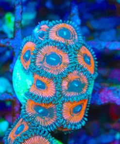 Princess Peach Zoanthid Frag (Row #11)***