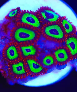 Emerald On Fire Zoanthid Frag