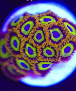 Fruit Loop Zoanthid Frag (Row #10) ***Lots of heads / frag***