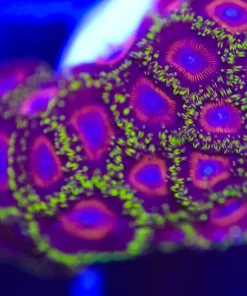 Ultra Eagles Zoanthid Frag (Row #2)