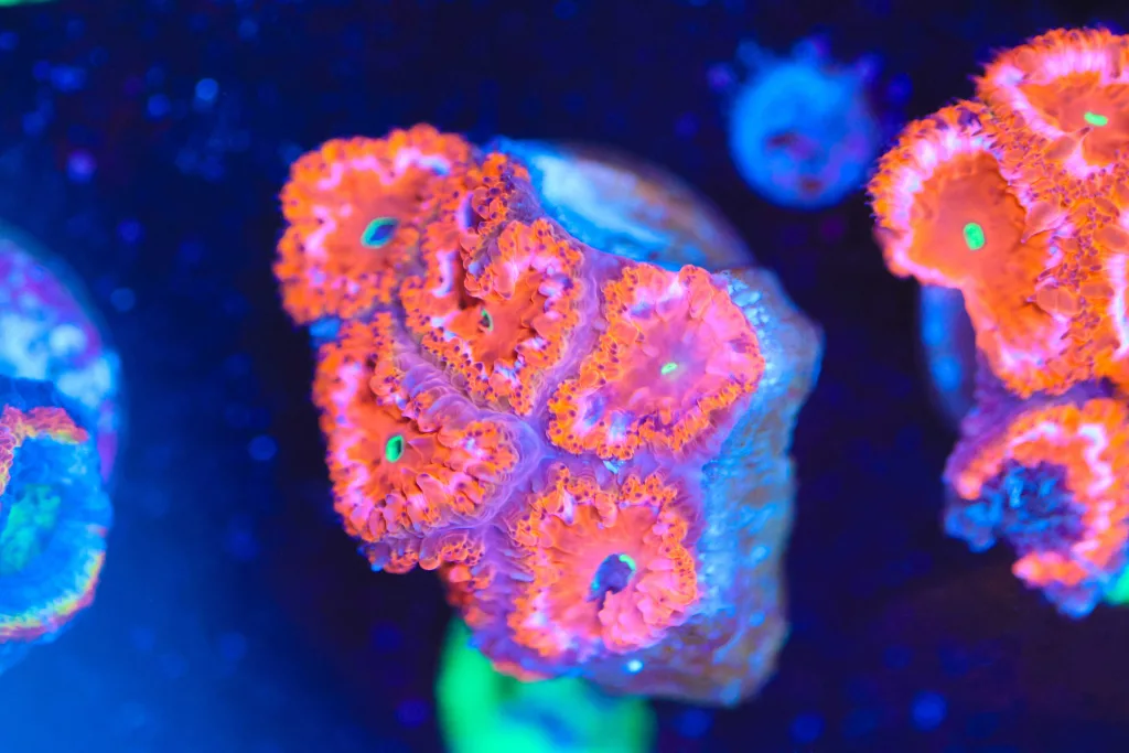 Frag Box Corals