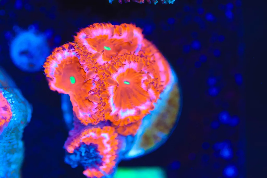 Frag Box Corals