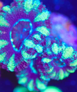 Wysiwyg Purple Stripped Acan Frag [F20]