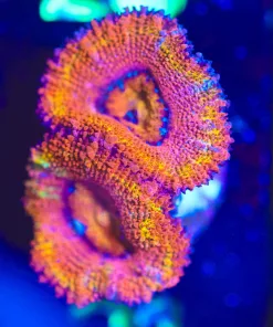 Wysiwyg Ultra Acan Coral Frag  [F21]